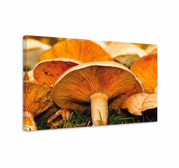 Flowers canvas with mushroom accents - TenStickers