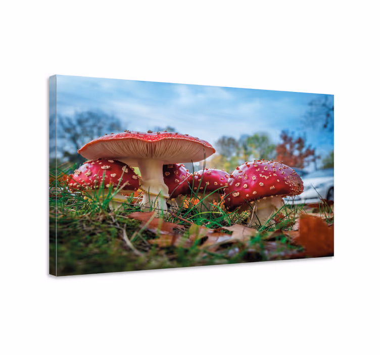 Red fly mushroom canvas art prints - TenStickers