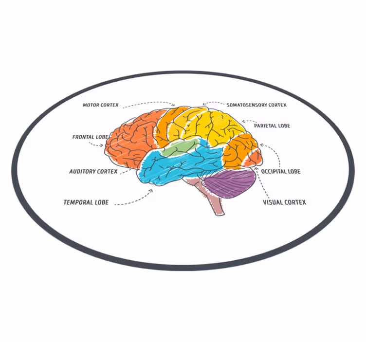 Parts of the Brain modern rug - TenStickers