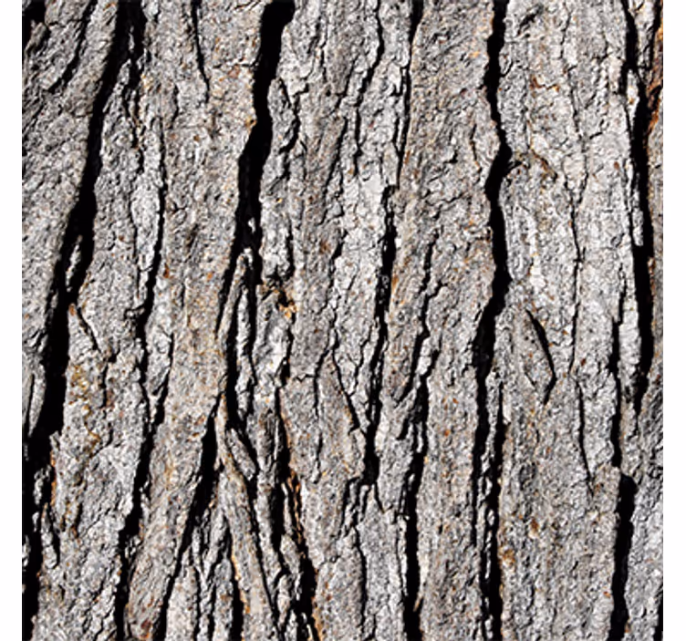 Wood wallpaper realistic trunk pattern - TenStickers