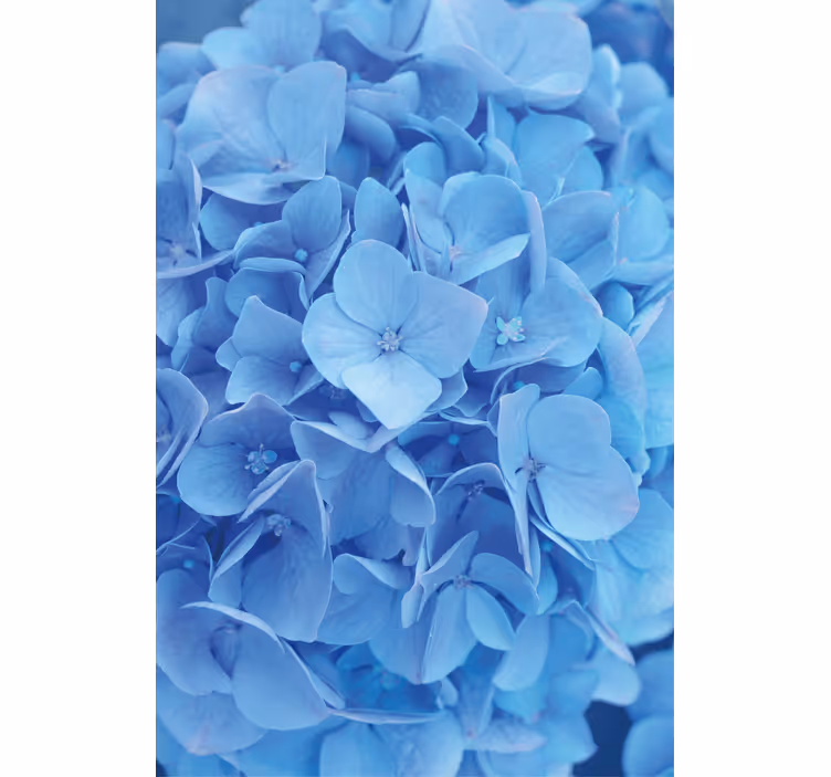Flower wallpaper hydrangea floral design - TenStickers