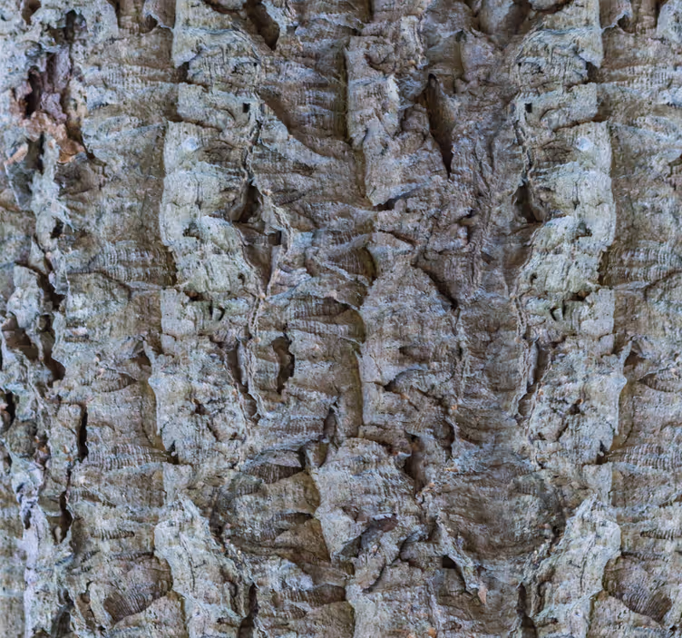 Bark Texture wood wallpaper - TenStickers