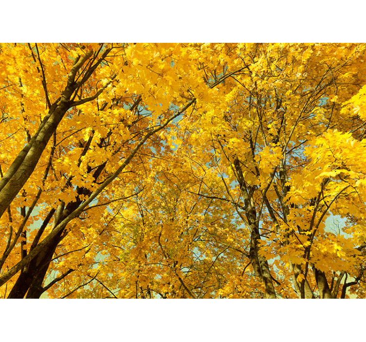 Yellow roller blind in golden autumn leaves - TenStickers