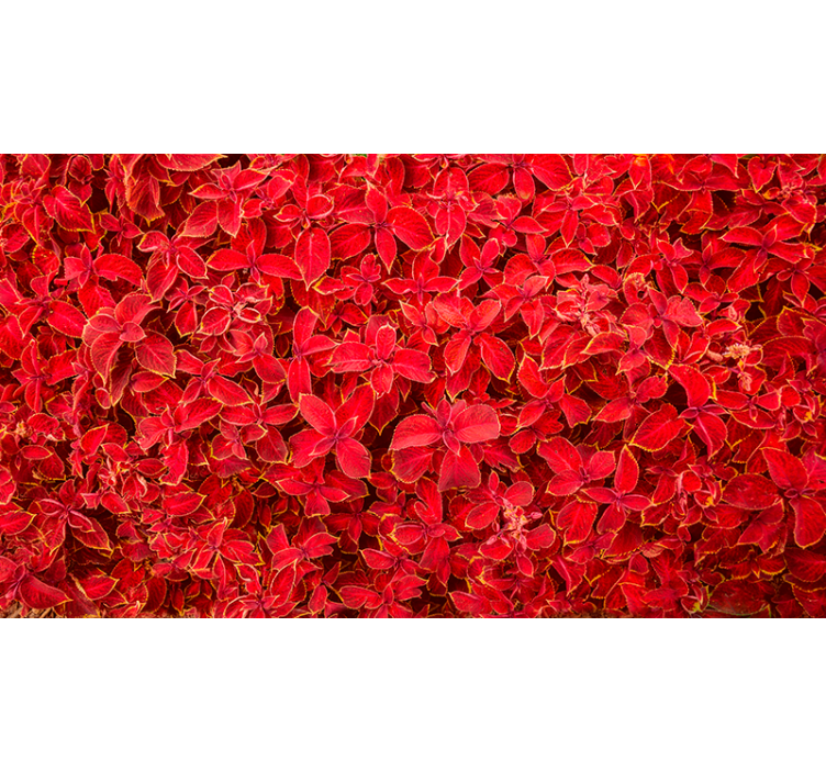 Red roller blind with floral design - TenStickers