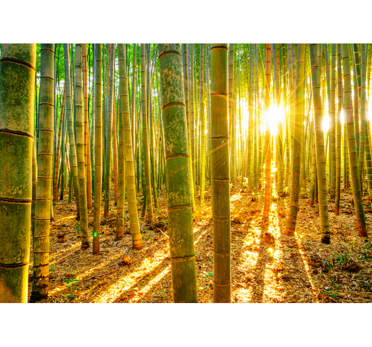 Green roller blind sun and bamboo - TenStickers