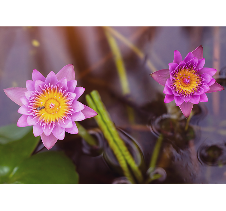 Living room roller blind pink purple lotus - TenStickers