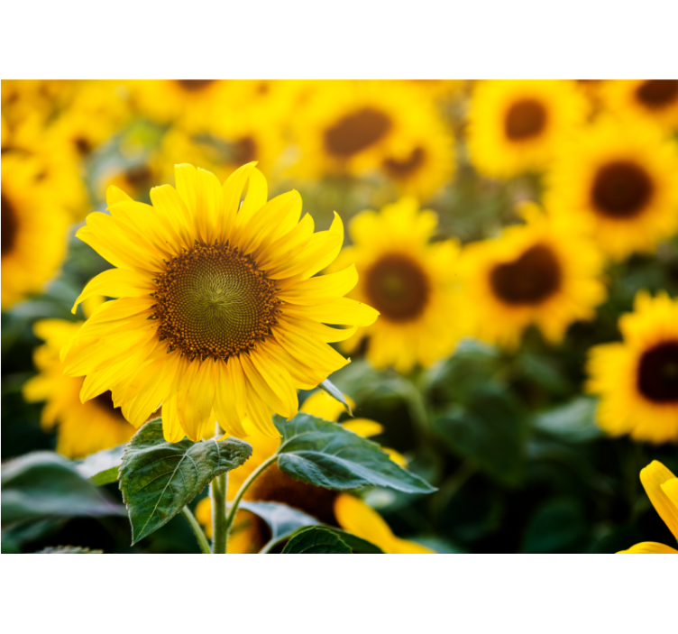 Living room roller blind sunflower field close-up - TenStickers