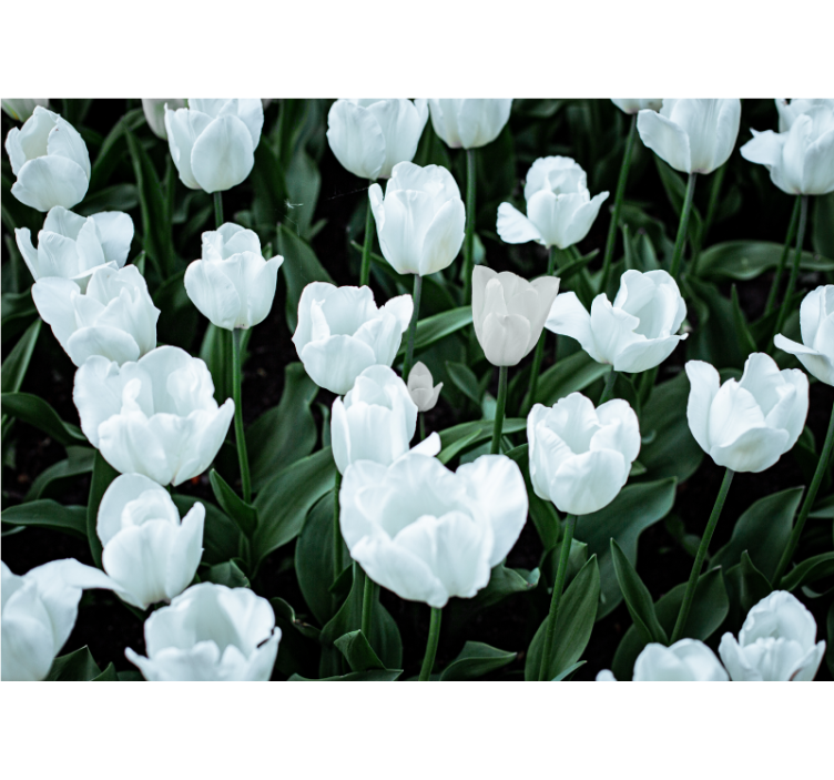 Living room roller blind white tulips - TenStickers