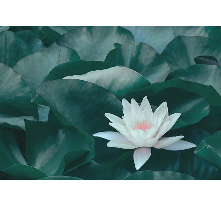 Living room roller blind zen white lotus flower - TenStickers