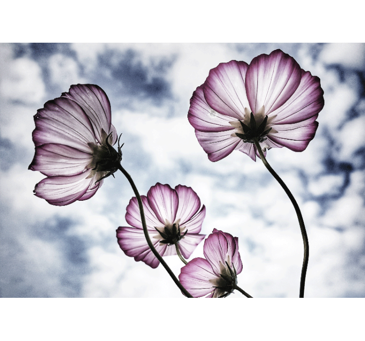 Living room roller blind elegant purple cosmos flower - TenStickers