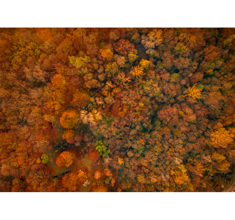 Living room roller blind in beautiful tree colors - TenStickers