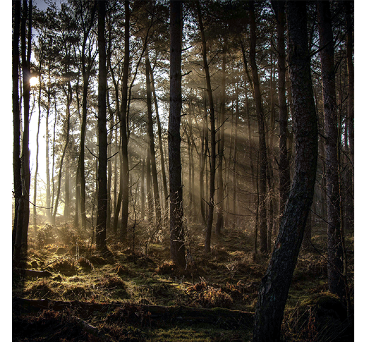 Living room roller blind nature sunrise in the forest - TenStickers
