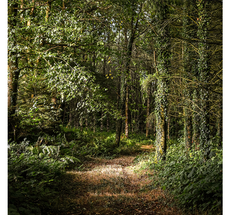 Living room roller blind leafy forest path design - TenStickers