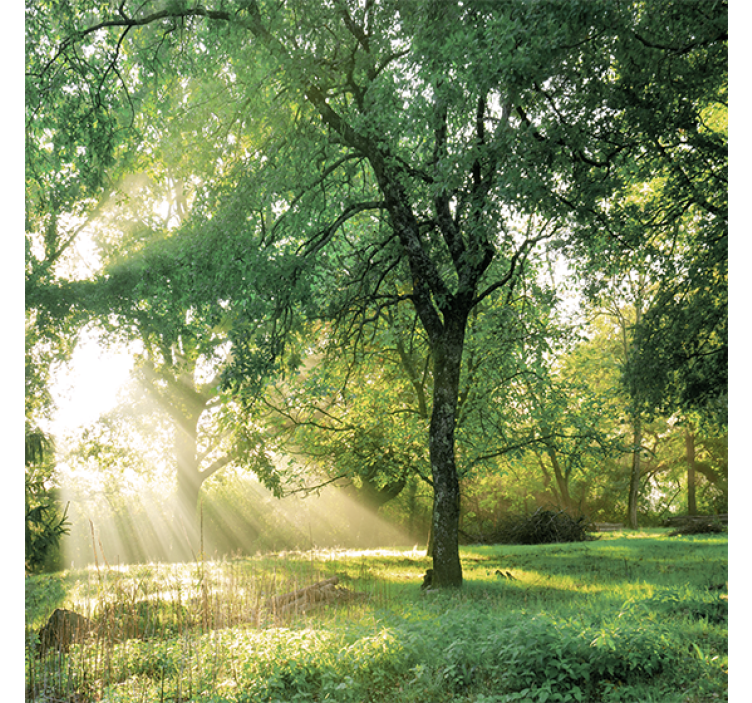 Living room roller blind in nature green forest - TenStickers