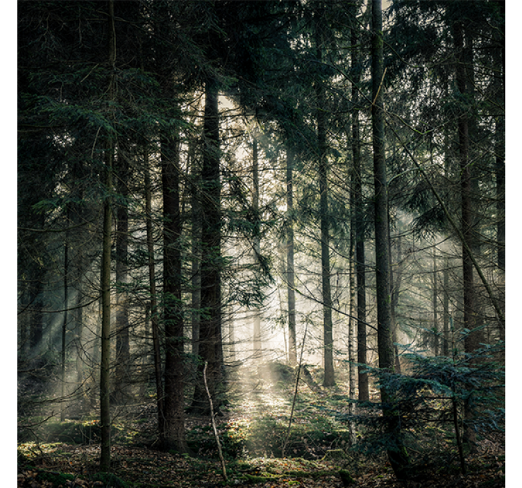 Living room roller blind "nature" dark forest daytime - TenStickers