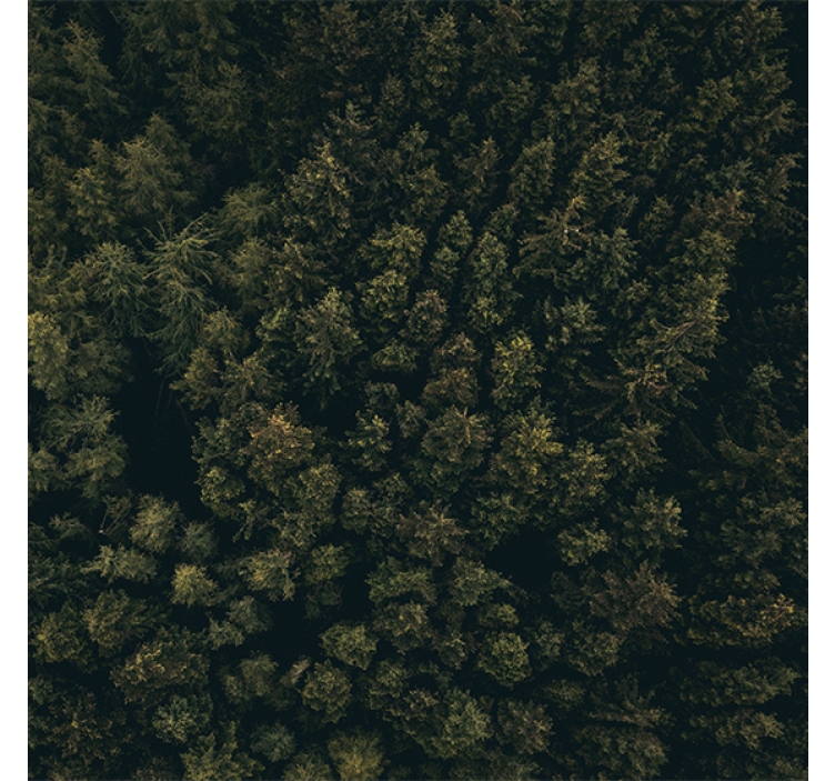 Living room roller blind nature aerial view of pines - TenStickers