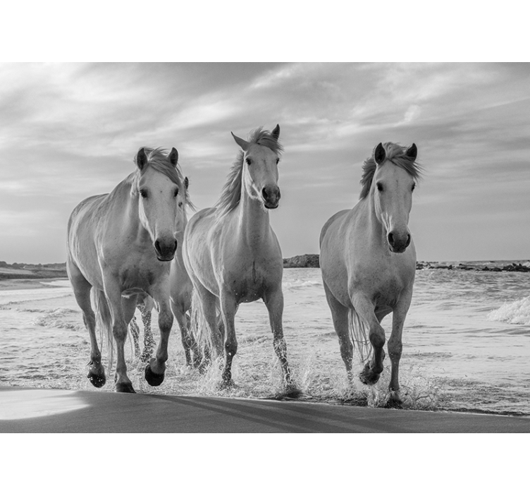 White roller blind galloping horses design - TenStickers