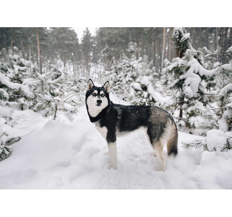 White roller blind winter forest with husky dog - TenStickers