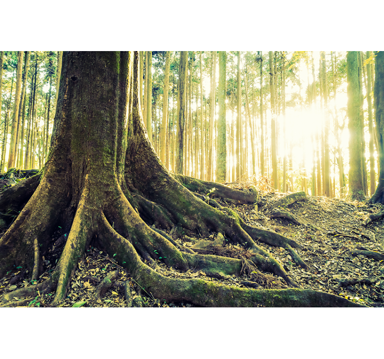 Majestic Forest Roots tree roller blind - TenStickers