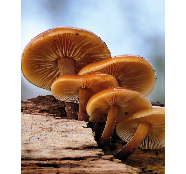 Mushroom Growth flowers and plants roller blind - TenStickers