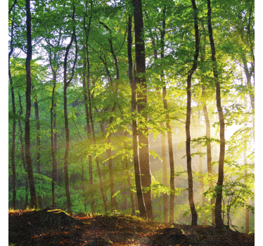 Tree roller blind natural light in forest - TenStickers