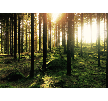 Living room roller blind sunlit forest - TenStickers