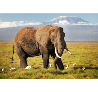 Living room roller blind kilimanjaro elephant - TenStickers