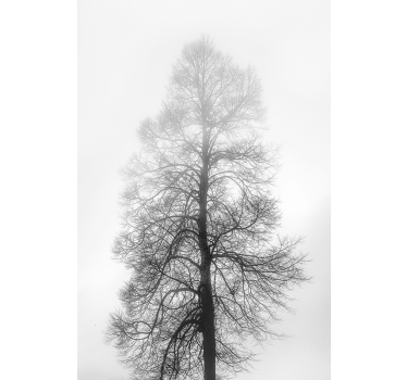 Gray scale Tree roller blind - TenStickers