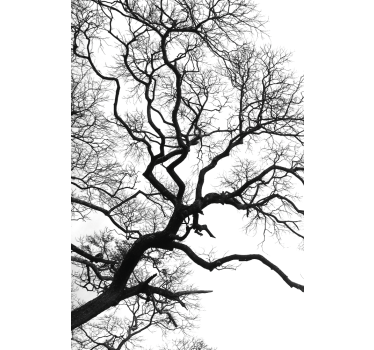 Single wood branch rupture Blind art - TenStickers