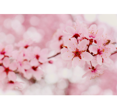 Pink bloom Photography art Flower roller blind - TenStickers