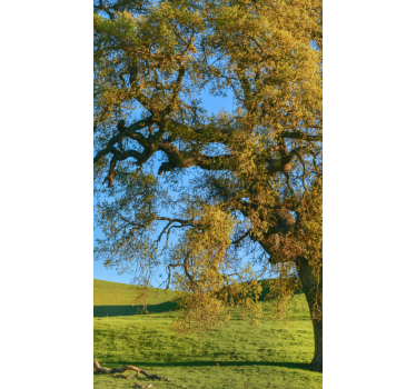 3D nature tree design  Living room roller blind - TenStickers