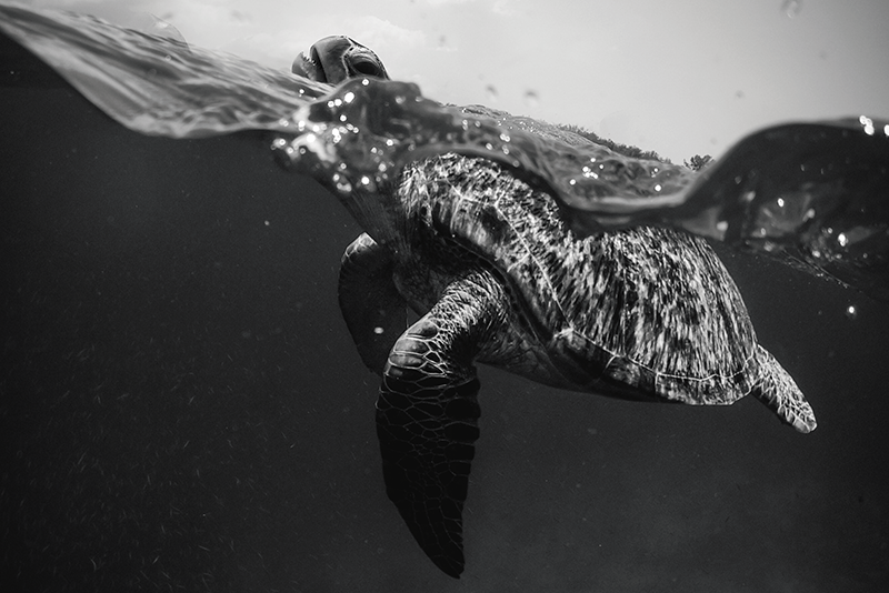 Turtle underwater scene placemat - TenStickers