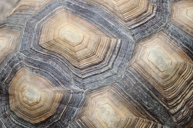 Turtle shell turtle placemats - TenStickers