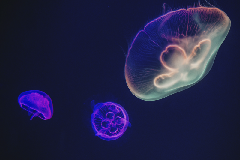 Personalizable placemat colorful jellyfish design - TenStickers