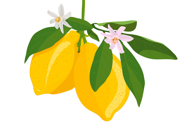 Original placemat lemon branch design - TenStickers