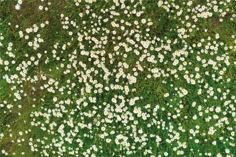 Fresh flower pattern placemat - TenStickers