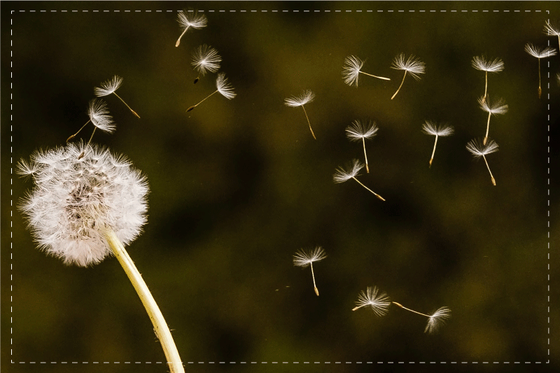 Original placemat dandelion fluff seeds design - TenStickers