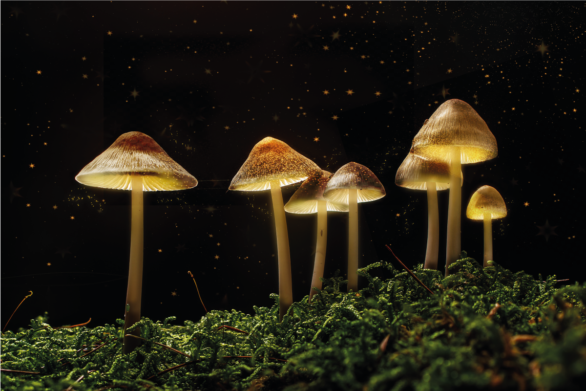 Original placemat mushrooms at night - TenStickers