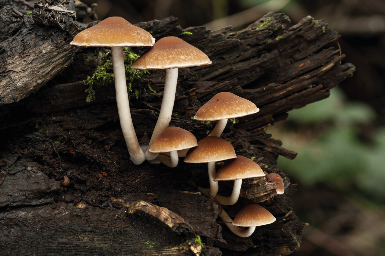 Original placemat mushroom cluster portrait - TenStickers