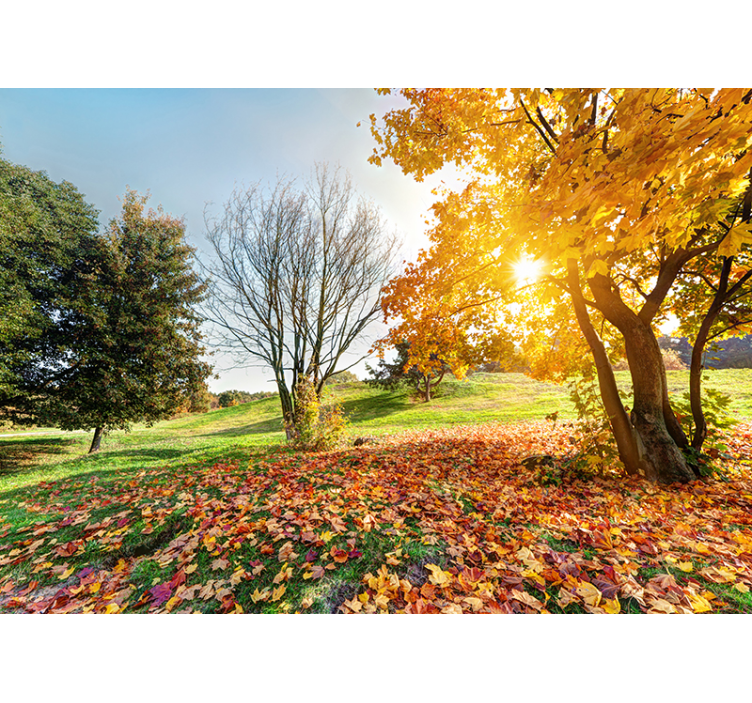 Autumnal morning forest wall mural - TenStickers