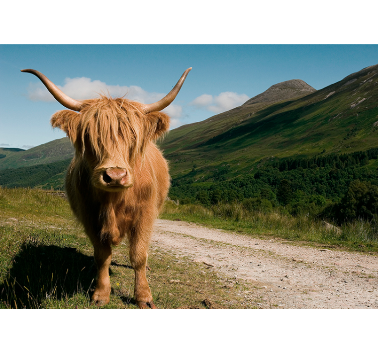 Scottish high lander animal wall mural - TenStickers