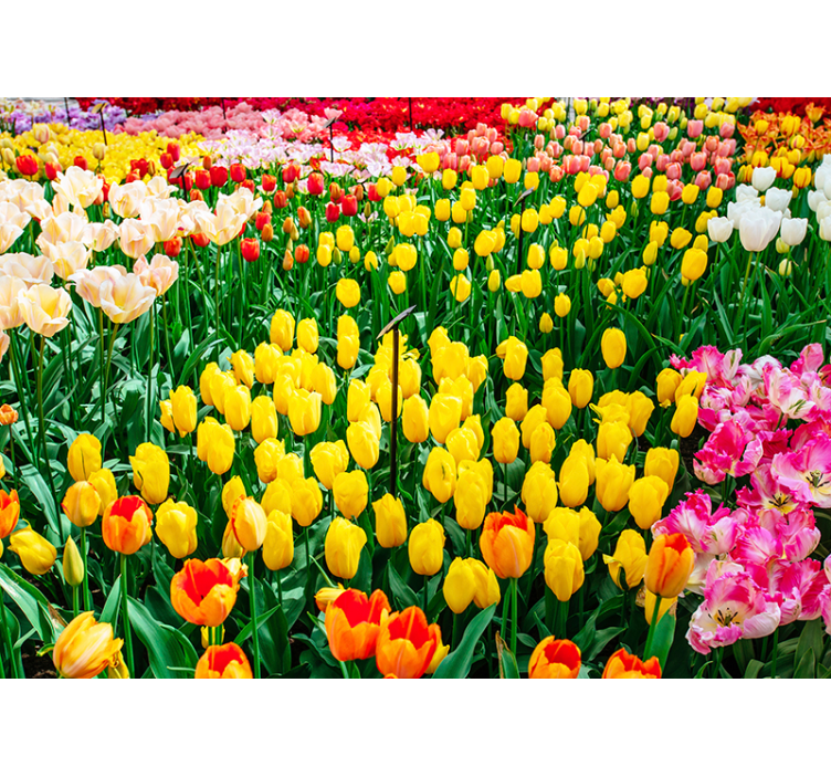 coloured Tulips flower wall mural - TenStickers