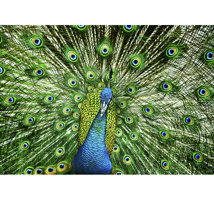 Colourfull Peacock wall mural - TenStickers