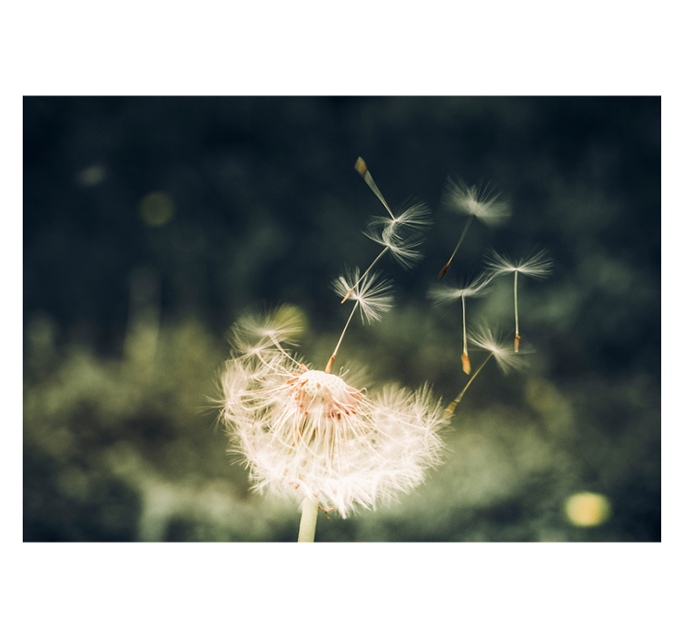 Dandelion seeds in sunlight wall mural - TenStickers