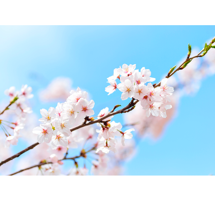 White cherry blossom wall mural - TenStickers