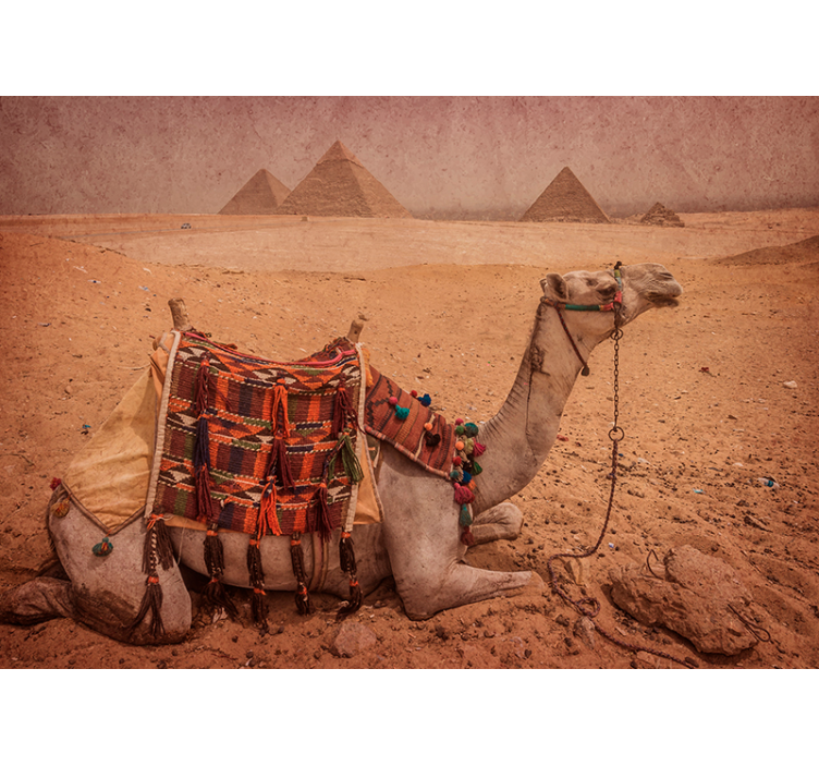 Camel sleeping in front of a pyramid wall mural - TenStickers