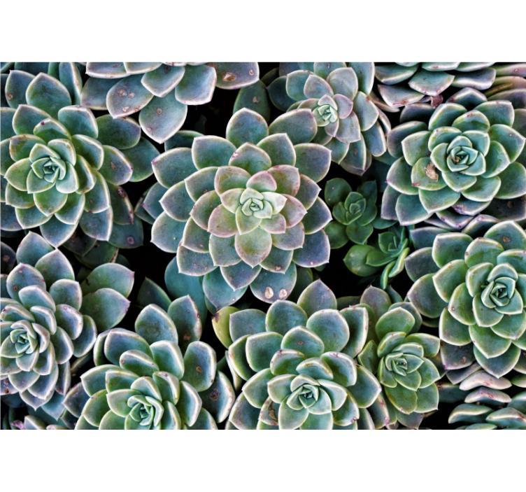 Succulent Plant Collection nature wall mural - TenStickers