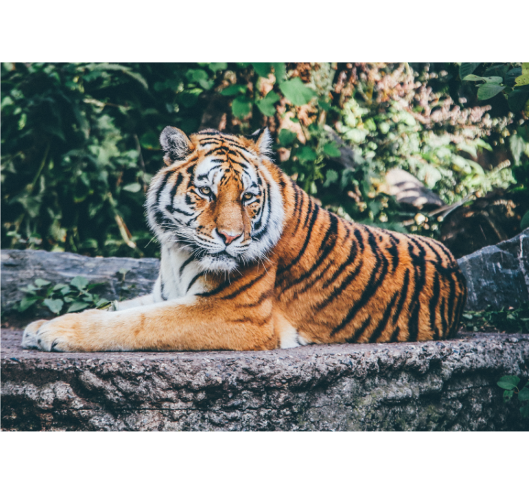 Majestic Tiger Stare animal wall mural - TenStickers