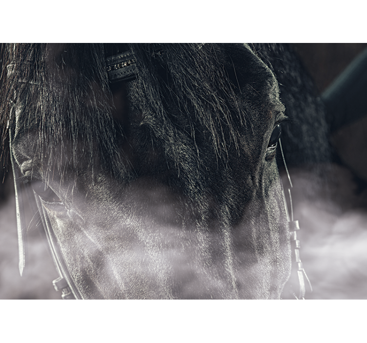 Black horse from the fog wall mural - TenStickers