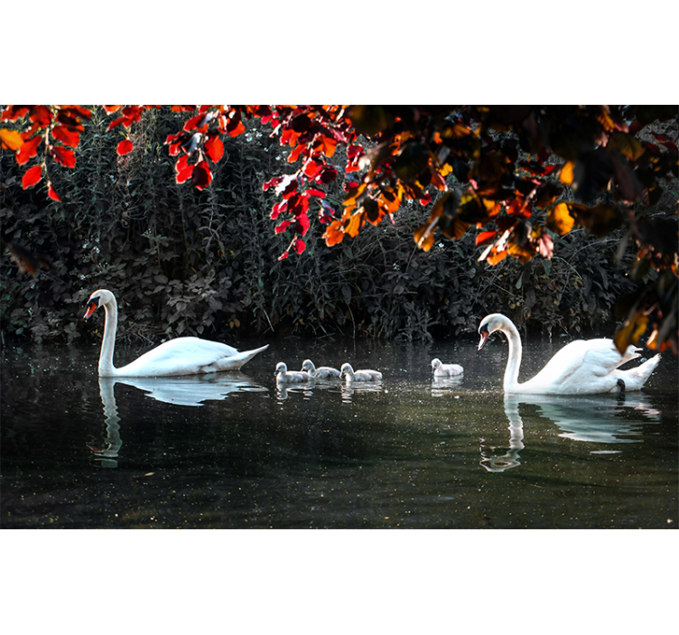 Animal wall mural elegant swan family - TenStickers